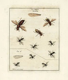 Diptera Prints: Species of wasps and hornets