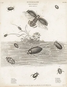 Enlightenment Prints: Species of water beetles