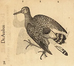 Cambier Prints: Species of water rail, Rallus aquaticus