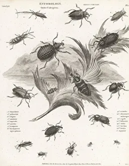 Enlightenment Prints: Species of weevils
