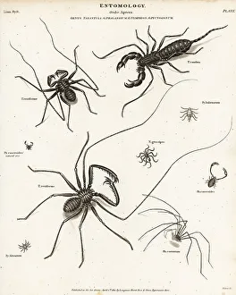 Milton Prints: Species of whip scorpion, whip spider and harvestmen