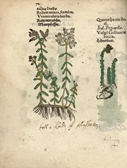 Krauterbuch Prints: Species of white stonecrop, Sedum album