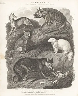Quadruped Prints: Species of wolf, hyaena, and fox