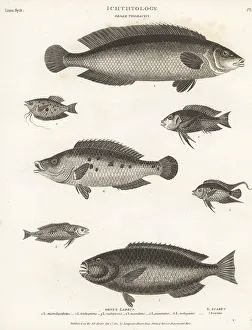 Hurst Prints: Species of wrasse, gourami, leaffish, etc