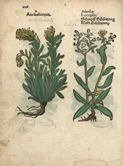 Species of yellow bugloss, Anchusa officinalis