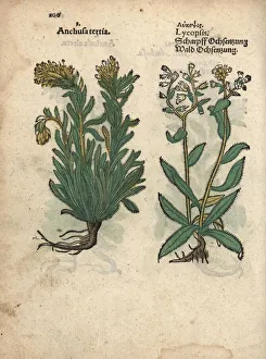 Anchusa Gallery: Species of yellow bugloss, Anchusa officinalis
