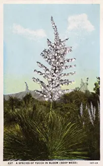 Arizona Prints: Species of Yucca plant in Bloom (Soap Weed) - Arizona, USA