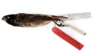 Thraupidae Prints: bird