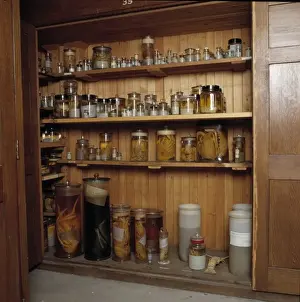Specimen jars containing crustaceans