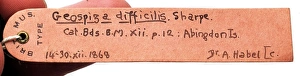 Abingdon Gallery: Specimen label for Geospiza difficilis, sharp-beaked ground