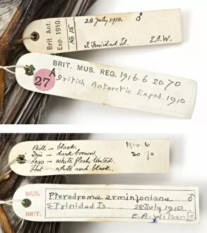 Specimen labels for Herald petrel Pterodroma, arminjoniana a