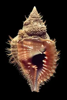 Closeup Prints: Shell