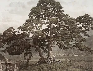 Specimen tree, on the Nakasendo Road, Japan
