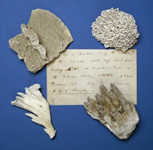 Anthozoa Gallery: Specimens from the Cocos-Keeling Atol