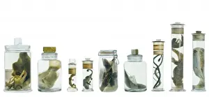 Specimens in spirit jars