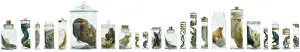 Specimens in spirit jars