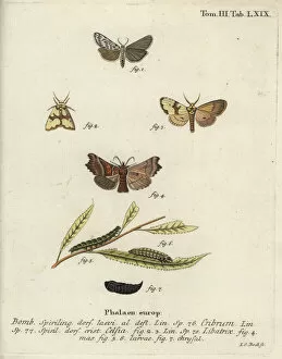 Abbildungen Gallery: Speckled footman, Staurophora celsia and herald moth