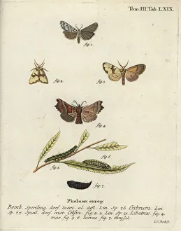 Esper Collection: Speckled footman, Staurophora celsia and herald moth