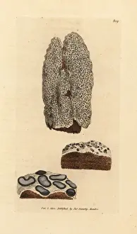 Lichen Prints: Speckled lichen, Lecanographa lyncea