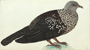 Images Dated 6th August 2013: Speckled wood pigeon, Columba hodgsonii