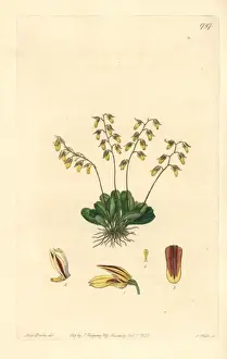 Specklinia grobyi orchid