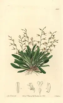 Specklinia picta orchid
