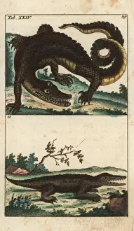 Encyclopediaofnaturalhistory Amphibia Prints: Spectacled caiman, Caiman crocodilus