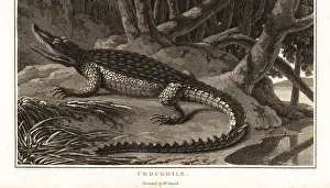 Crocodile Prints: Spectacled caiman, Caiman crocodilus