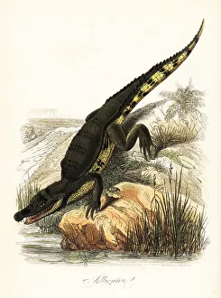 Achille Comte Prints: Spectacled caiman, Caiman crocodilus