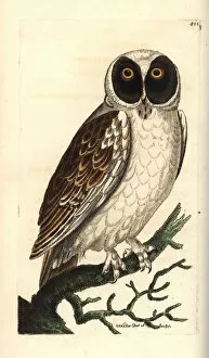Spectacled owl, Pulsatrix perspicillata