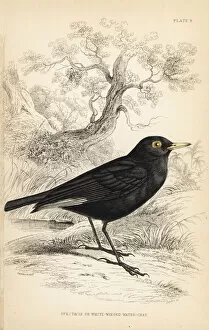 Spectacled tyrant, Hymenops perspicillatus