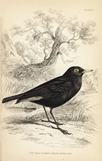 Flycatchers Prints: Spectacled tyrant, Hymenops perspicillatus