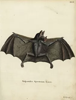 Spectral bat or false vampire bat, Vampyrum spectrum