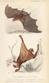 Rufus Gallery: Spectral bat, Vampyrum spectrum, and Sunda