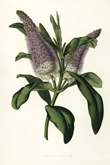 Speedwell hybrid, Veronica x andersonii