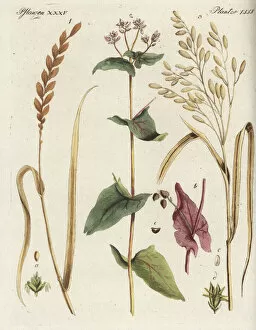 Encyclopedia Collection: Spelt, buckwheat and rice