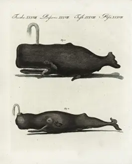 Sperm or trump whale, Physeter macrocephalus