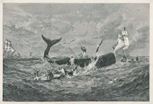 1868 Prints: Sperm Whale from 1868