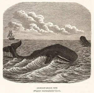 Edited Prints: Sperm whale or cachalot, Physeter macrocephalus