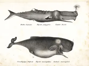 Sperm whale or cachalot, Physeter macrocephalus (vulnerable)