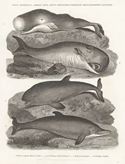Enlightenment Prints: Sperm whale, harbour porpoise and dolphin