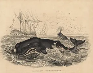 Bildersaal Prints: Sperm whale being hunted by whalers, 19th century