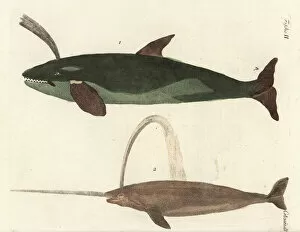 Bertuch Collection: Sperm whale and narwhal