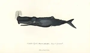 Sperm whale, Physeter macrocephalus