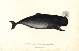 Sperm whale, Physeter macrocephalus