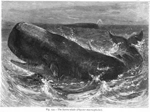 Whale Prints: Sperm Whale at Sea