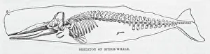 Skeleton Gallery: Sperm Whale Skeleton