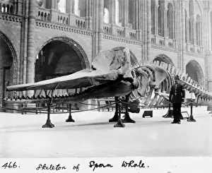 Sperm whale skeleton, March 1901