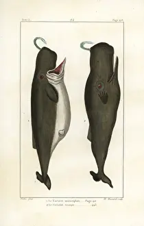 Sperm whale, trump whale or cachalot, Physeter