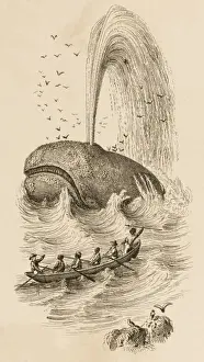 Sperm Whales Caught